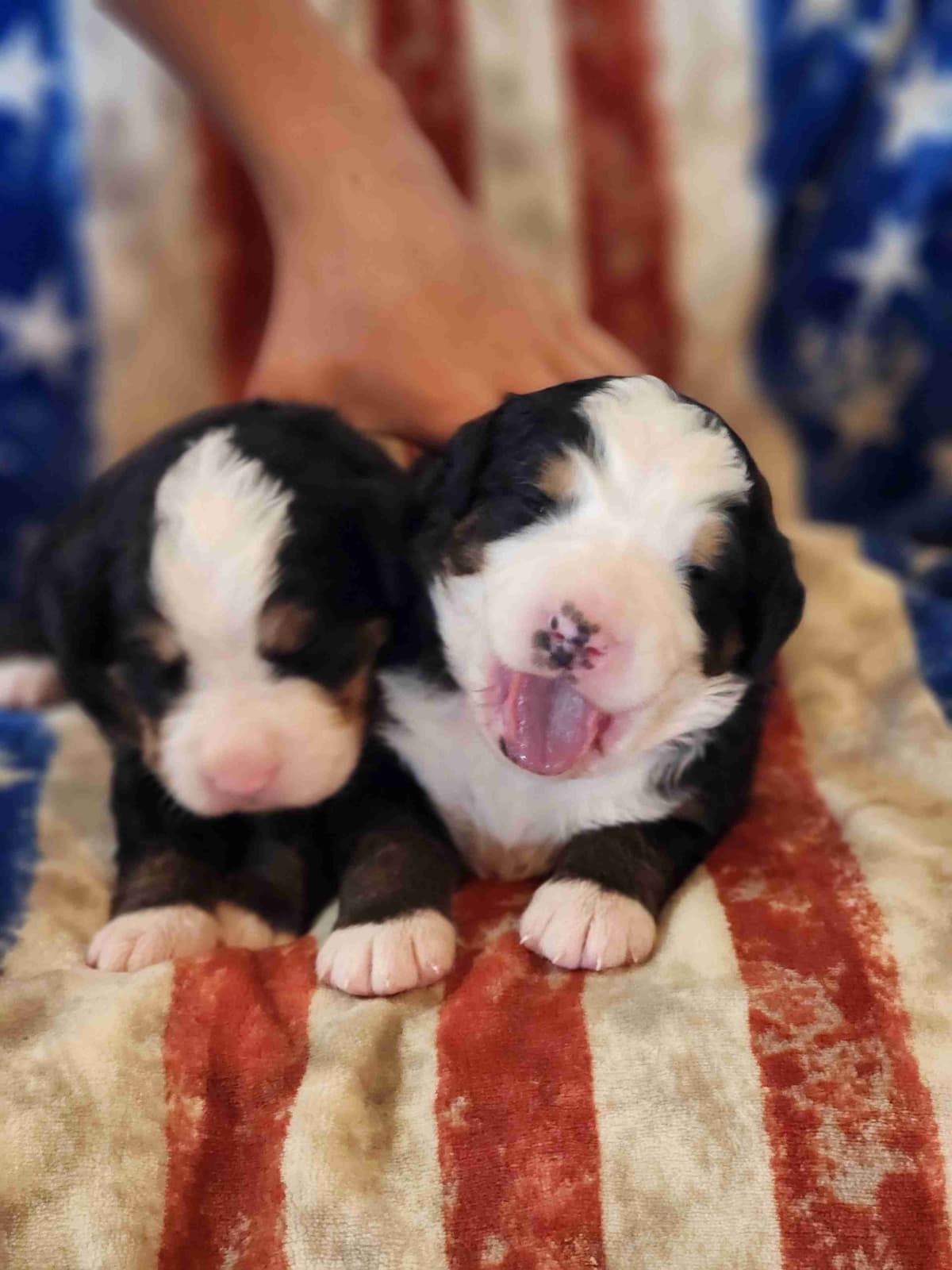 Idaho Ranch Raised Bernese Mountain Puppies | Exceptional Bloodlines breeder image 6