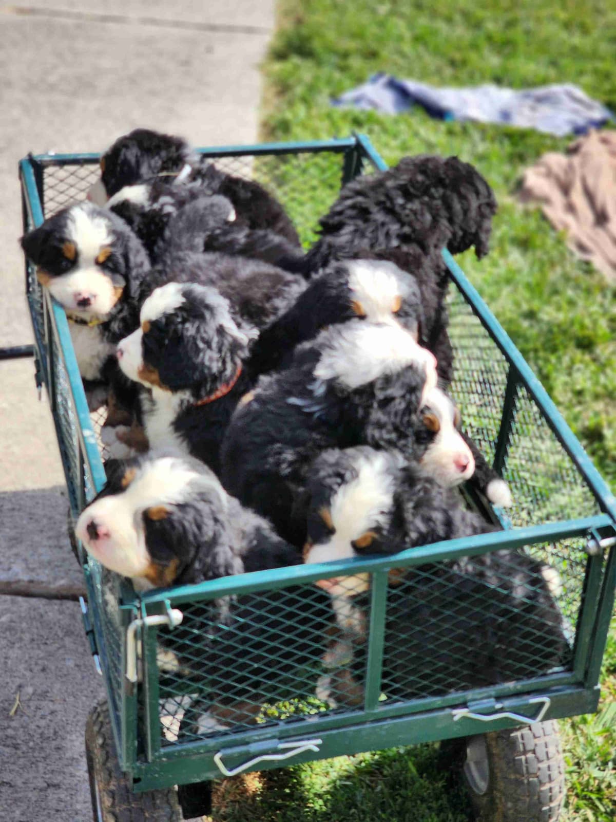 Idaho Ranch Raised Bernese Mountain Puppies | Exceptional Bloodlines breeder image 12