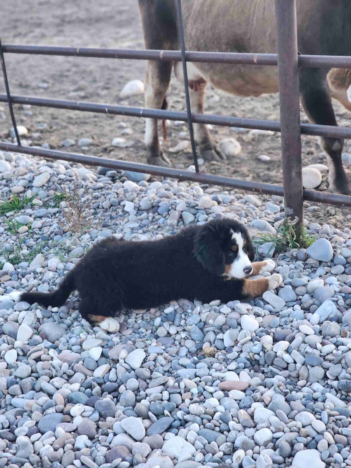 Idaho Ranch Raised Bernese Mountain Puppies | Exceptional Bloodlines breeder image 13