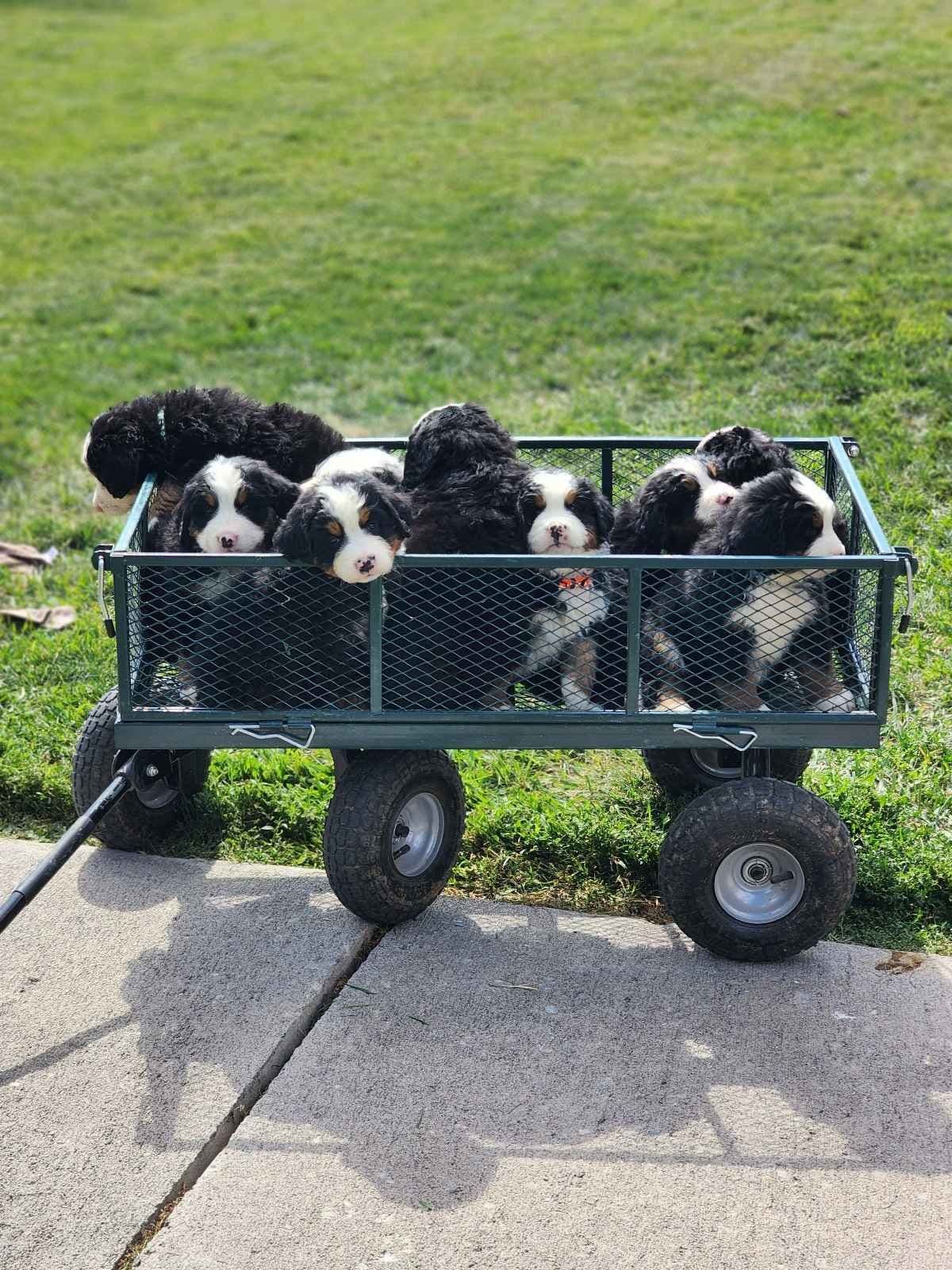 Idaho Ranch Raised Bernese Mountain Puppies | Exceptional Bloodlines breeder image 2