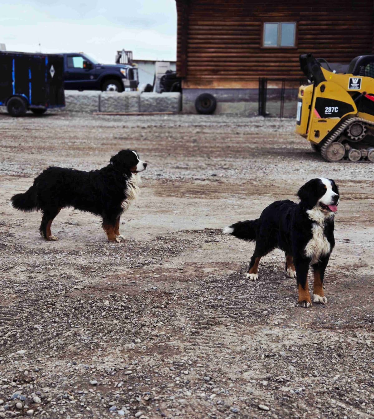 Idaho Ranch Raised Bernese Mountain Puppies | Exceptional Bloodlines breeder image 3