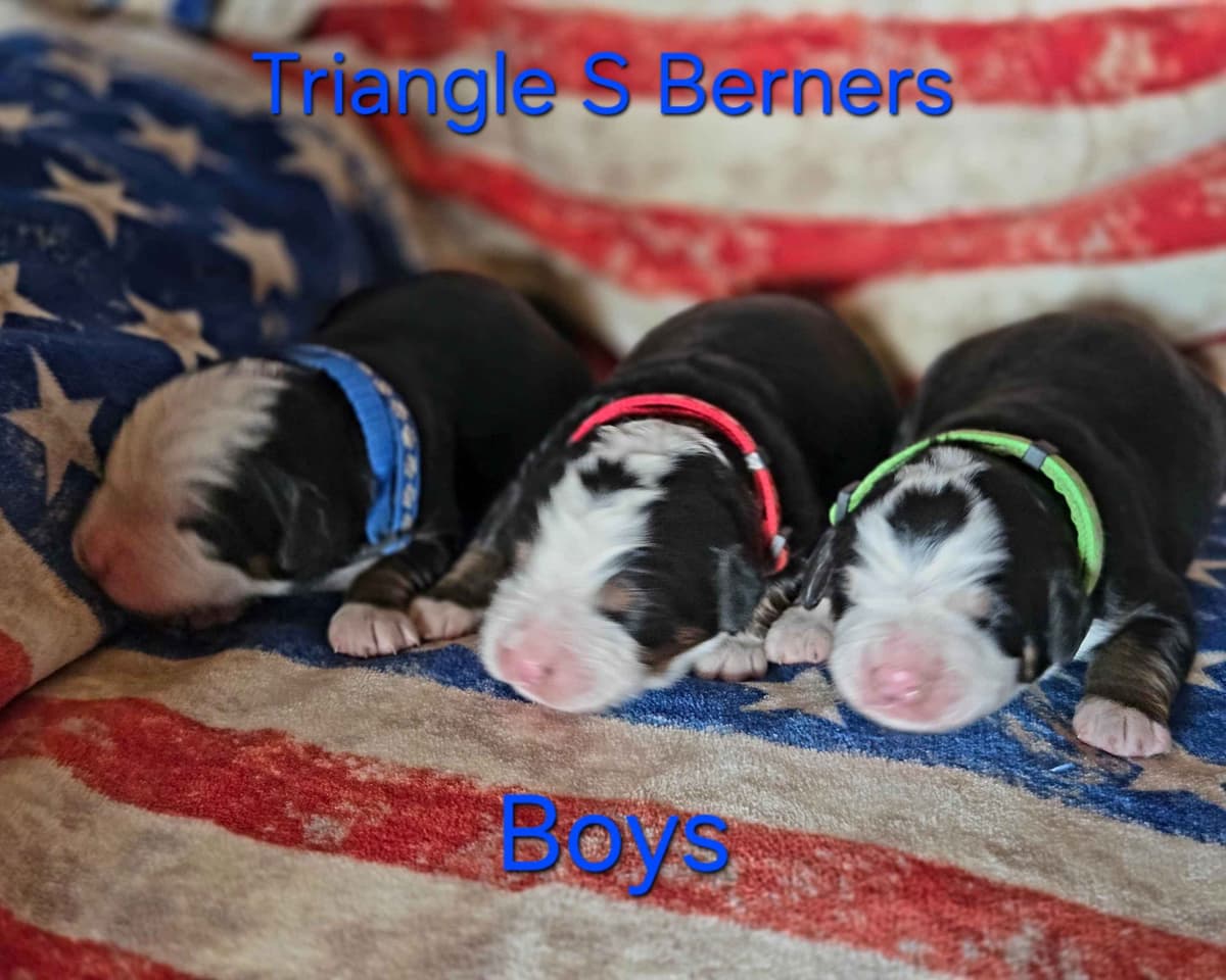 Idaho Ranch Raised Bernese Mountain Puppies | Exceptional Bloodlines breeder image 17