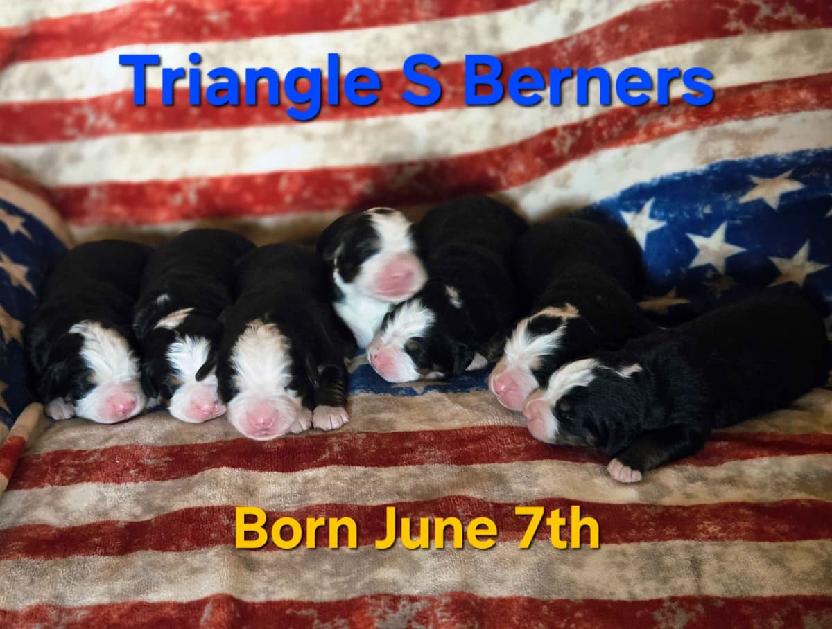 Idaho Ranch Raised Bernese Mountain Puppies | Exceptional Bloodlines breeder image 18