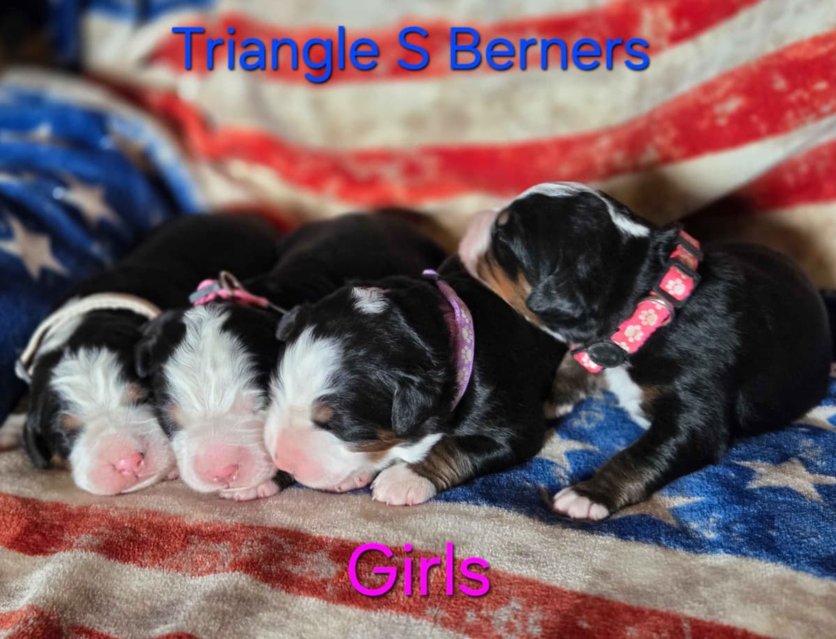 Idaho Ranch Raised Bernese Mountain Puppies | Exceptional Bloodlines breeder image 19