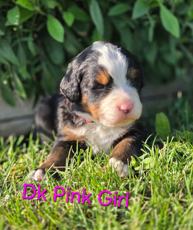 Idaho Ranch Raised Bernese Mountain Puppies | Exceptional Bloodlines media 5