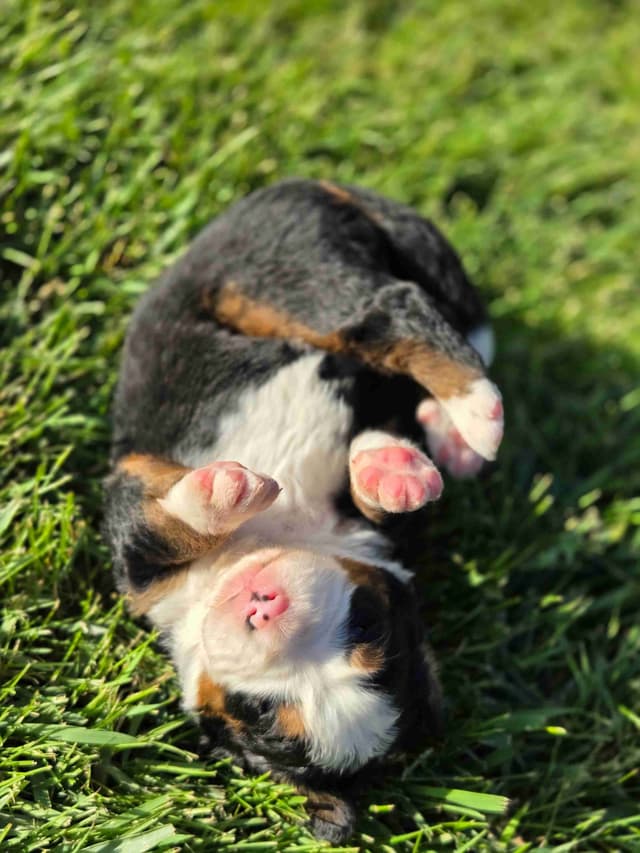 Idaho Ranch Raised Bernese Mountain Puppies | Exceptional Bloodlines media 7