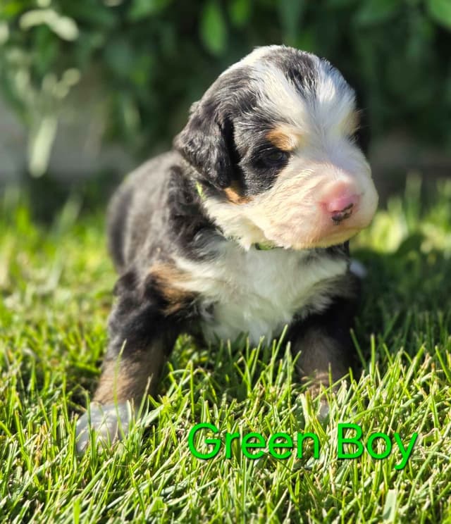 Idaho Ranch Raised Bernese Mountain Puppies | Exceptional Bloodlines media 4