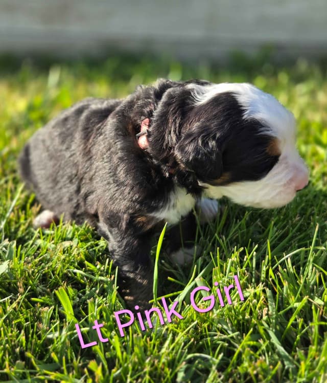 Idaho Ranch Raised Bernese Mountain Puppies | Exceptional Bloodlines media 3