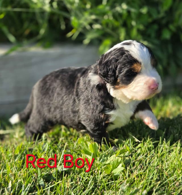 Idaho Ranch Raised Bernese Mountain Puppies | Exceptional Bloodlines media 2