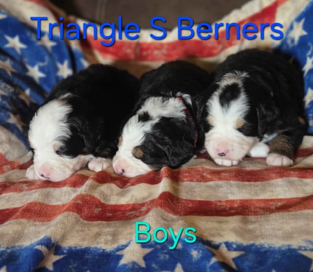 Idaho Ranch Raised Bernese Mountain Puppies | Exceptional Bloodlines media 9
