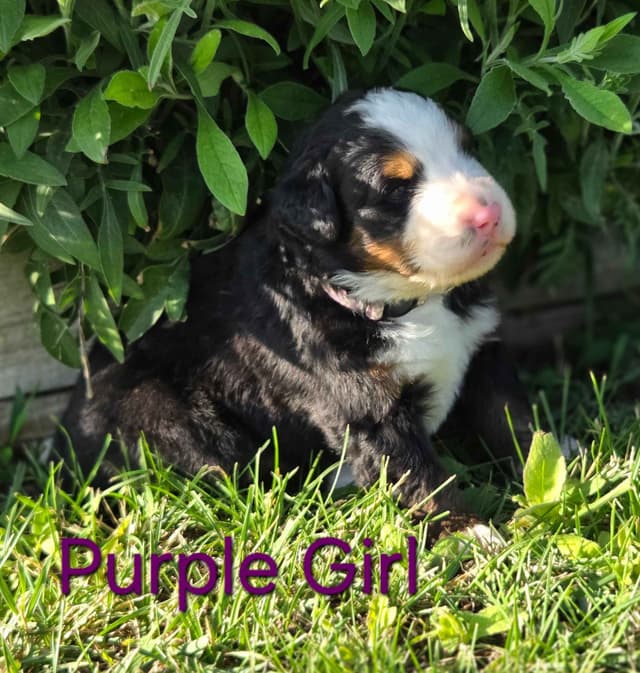 Idaho Ranch Raised Bernese Mountain Puppies | Exceptional Bloodlines media 6