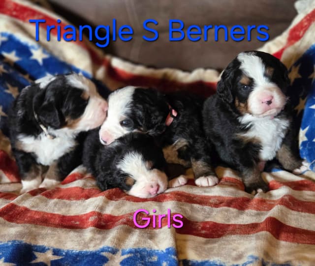 Idaho Ranch Raised Bernese Mountain Puppies | Exceptional Bloodlines media 8