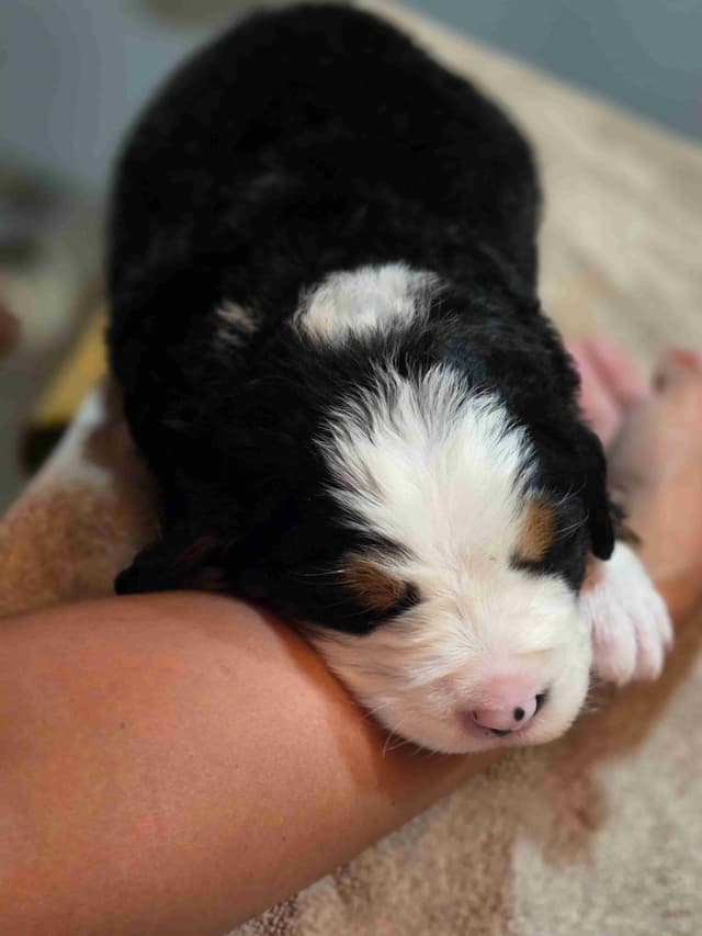 Idaho Ranch Raised Bernese Mountain Puppies | Exceptional Bloodlines media 11