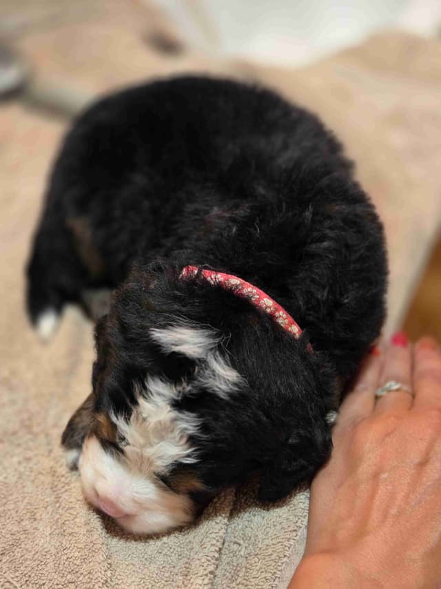 Idaho Ranch Raised Bernese Mountain Puppies | Exceptional Bloodlines media 12