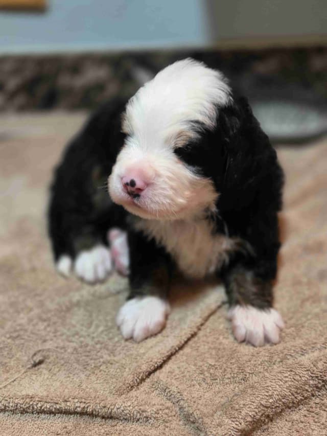 Idaho Ranch Raised Bernese Mountain Puppies | Exceptional Bloodlines media 13