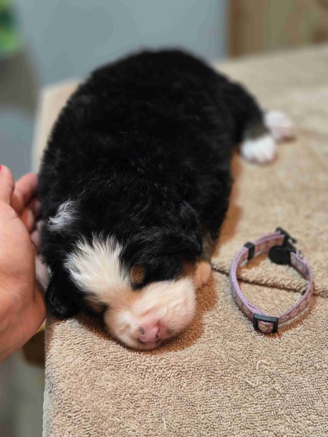 Idaho Ranch Raised Bernese Mountain Puppies | Exceptional Bloodlines media 15