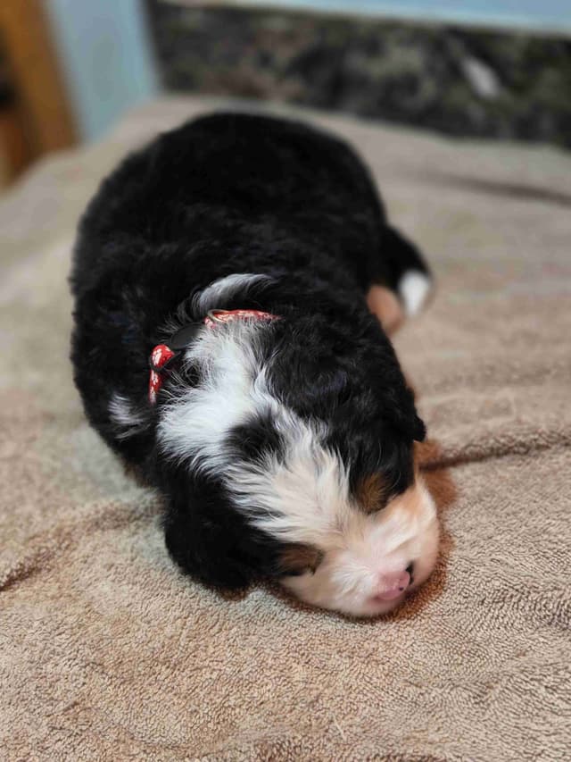 Idaho Ranch Raised Bernese Mountain Puppies | Exceptional Bloodlines media 14