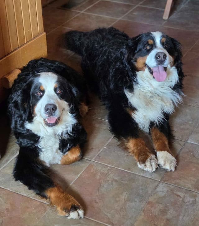 Idaho Ranch Raised Bernese Mountain Puppies | Exceptional Bloodlines media 16