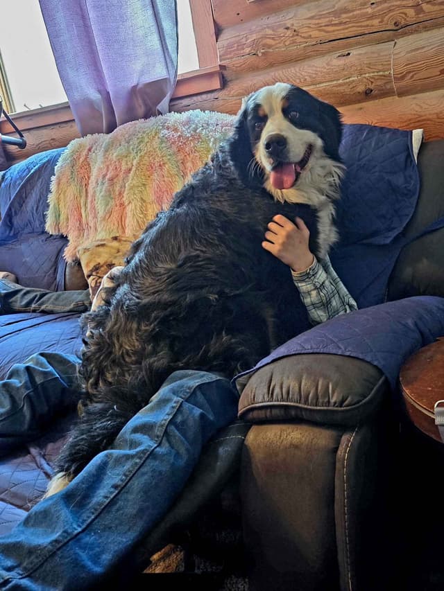 Idaho Ranch Raised Bernese Mountain Puppies | Exceptional Bloodlines media 18