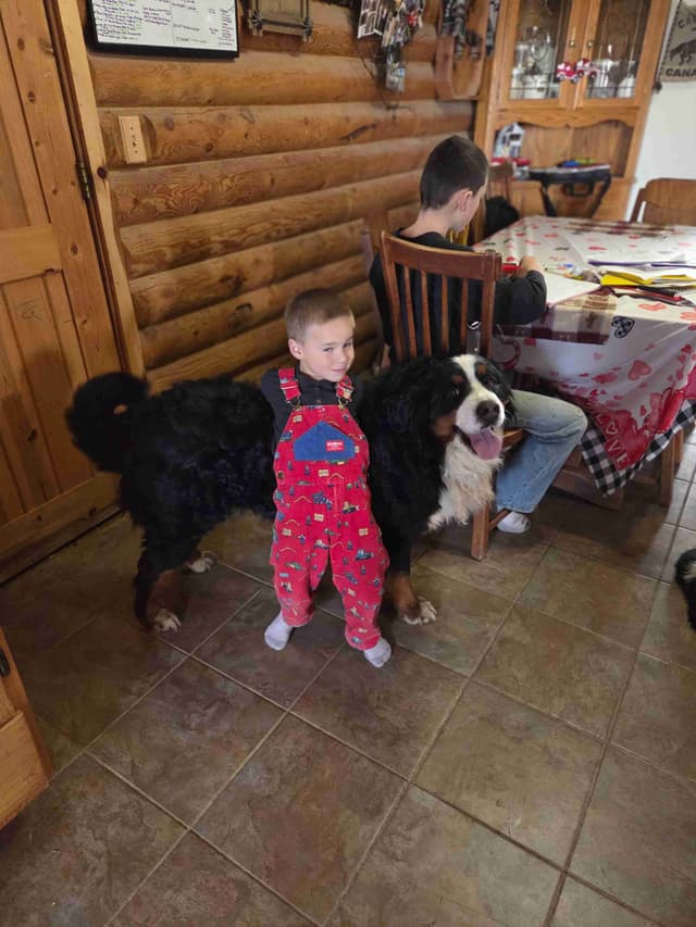 Idaho Ranch Raised Bernese Mountain Puppies | Exceptional Bloodlines media 19
