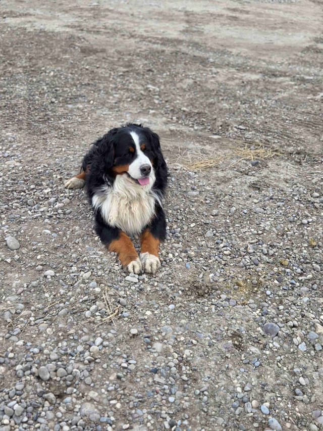 Idaho Ranch Raised Bernese Mountain Puppies | Exceptional Bloodlines media 23