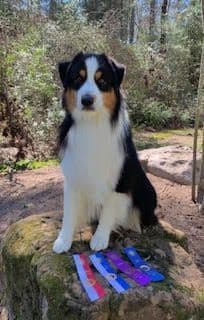 Australian Shepherd Puppies breeder image 3