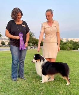 Australian Shepherd Puppies breeder image 5