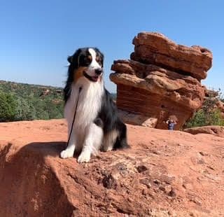Australian Shepherd Puppies breeder image 2
