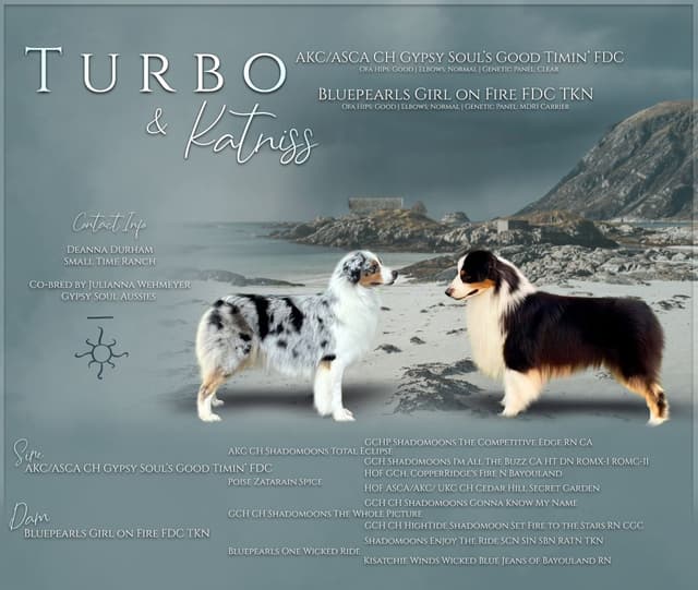 Australian Shepherd Puppies media 27