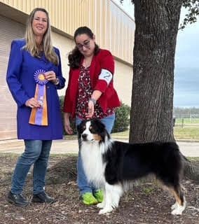 Australian Shepherd Puppies media 28