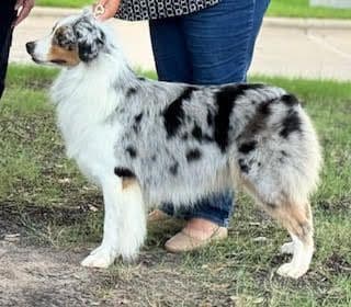 Australian Shepherd Puppies media 29