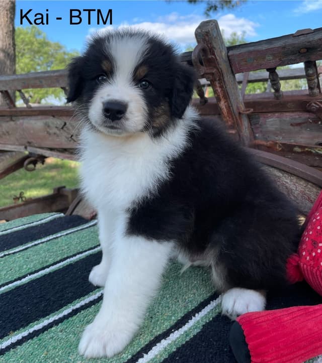 Australian Shepherd Puppies media 23