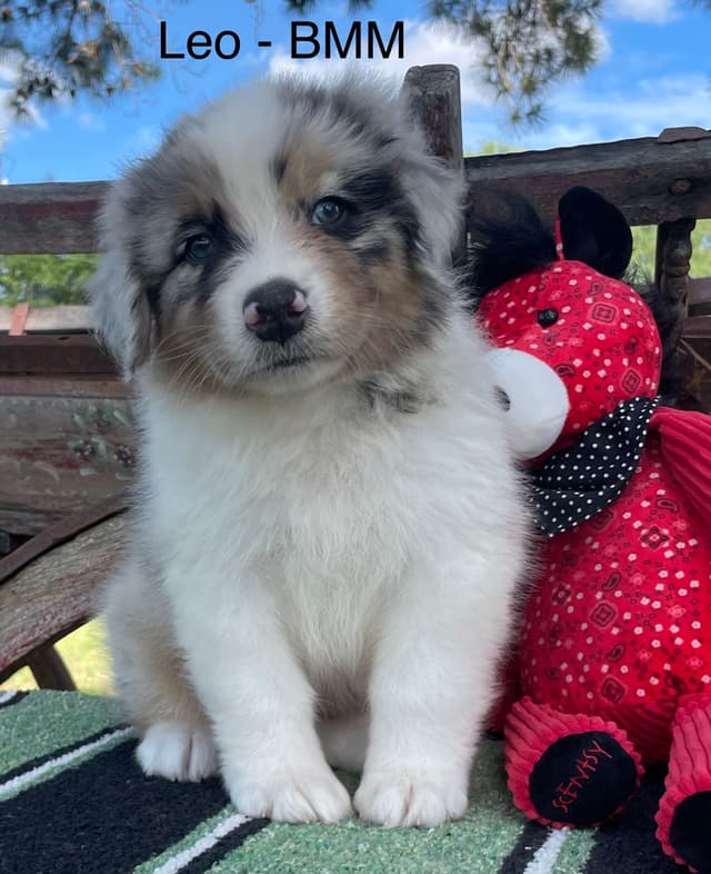 Australian Shepherd Puppies media 22