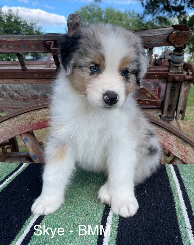 Australian Shepherd Puppies media 20