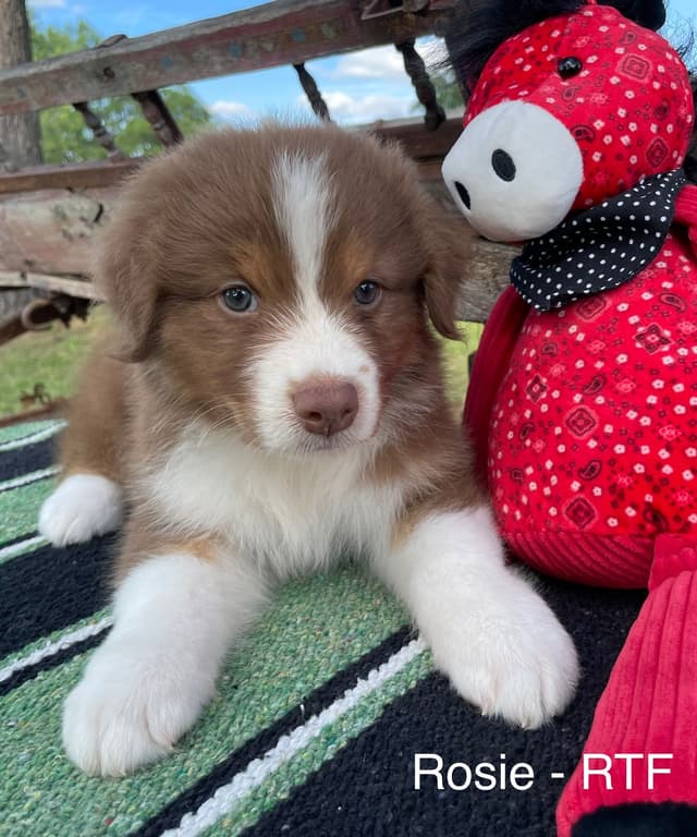 Australian Shepherd Puppies media 21