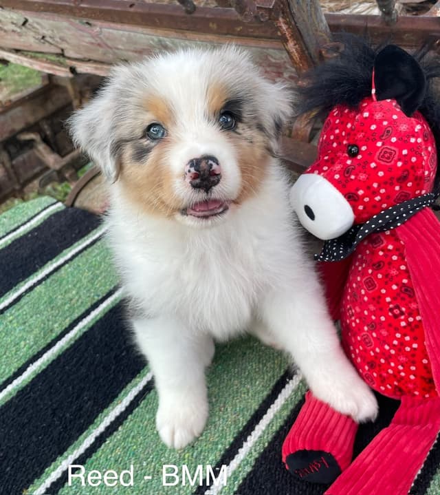 Australian Shepherd Puppies media 24