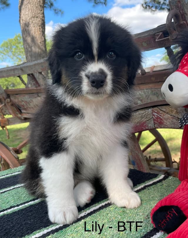 Australian Shepherd Puppies media 25