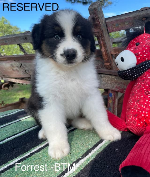 Australian Shepherd Puppies media 26