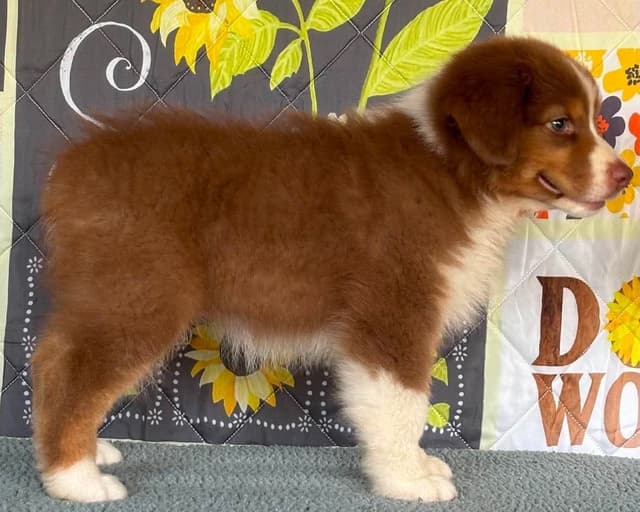 Australian Shepherd Puppies media 6