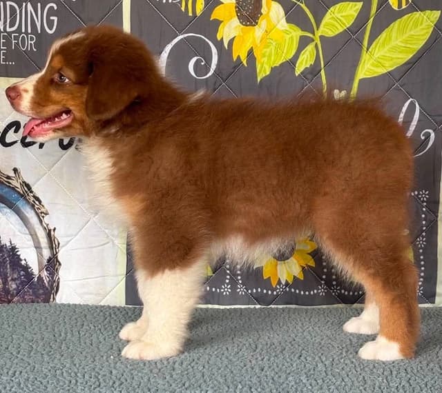 Australian Shepherd Puppies media 5