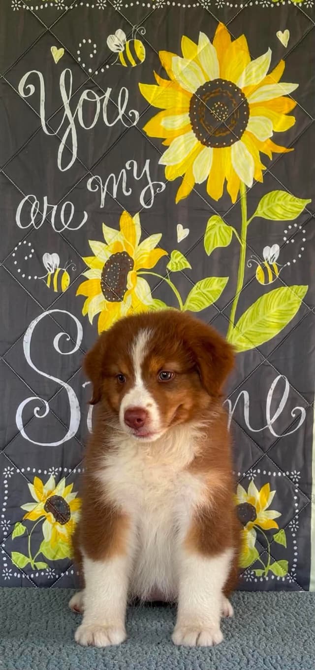 Australian Shepherd Puppies media 4