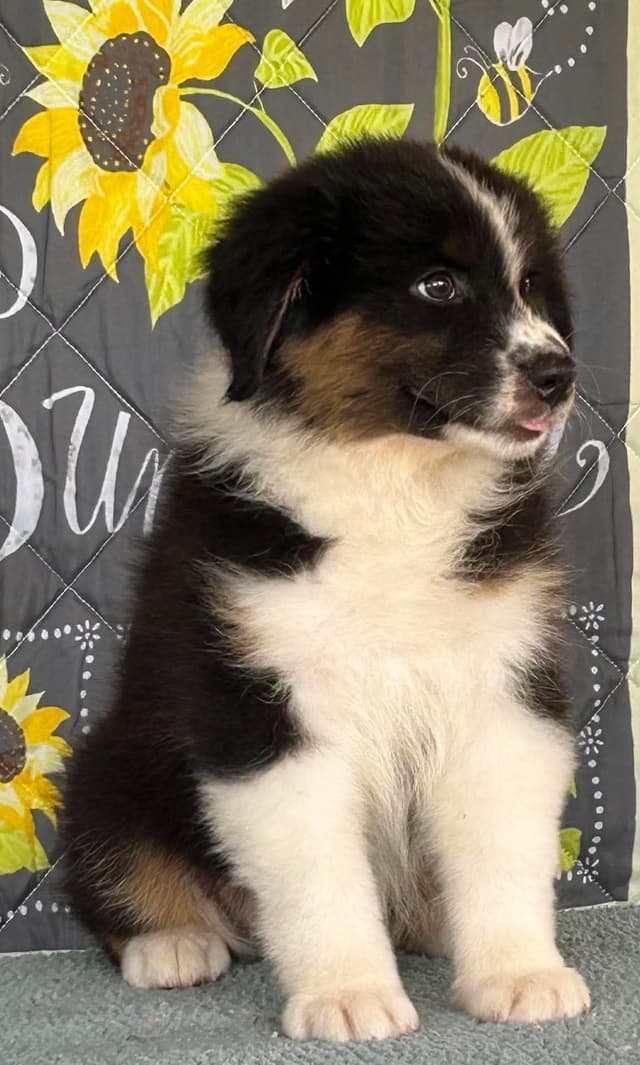 Australian Shepherd Puppies media 16