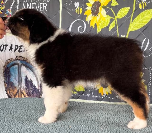 Australian Shepherd Puppies media 18