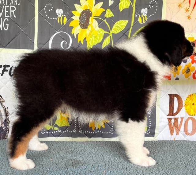 Australian Shepherd Puppies media 17