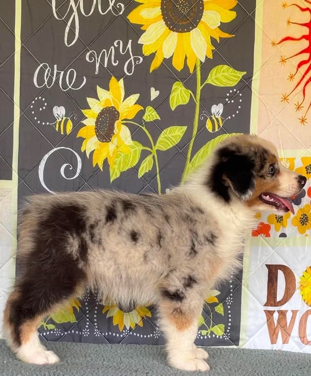 Australian Shepherd Puppies media 2