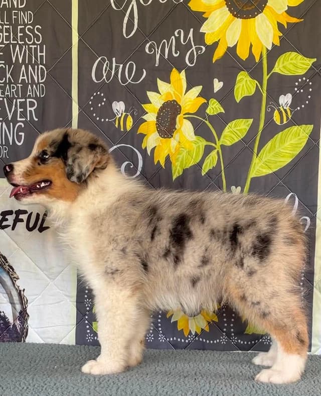 Australian Shepherd Puppies media 3