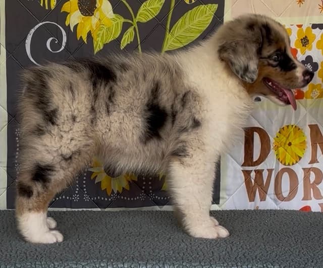 Australian Shepherd Puppies media 9