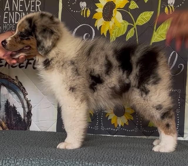 Australian Shepherd Puppies media 8