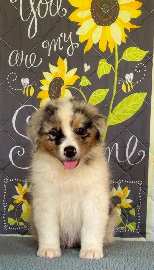 Australian Shepherd Puppies media 7