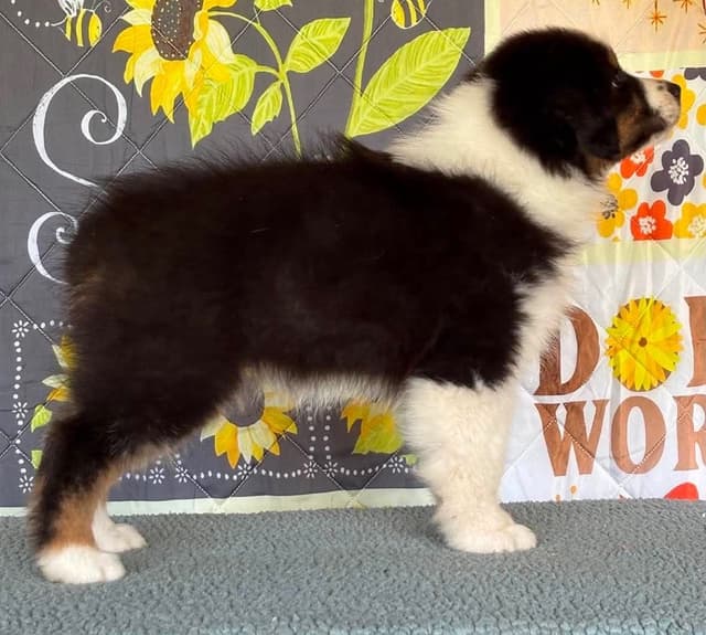 Australian Shepherd Puppies media 12